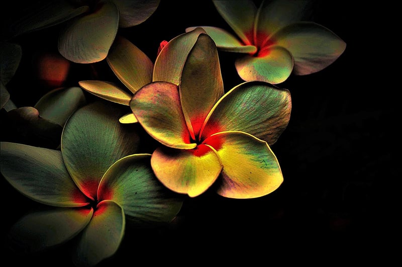 Somatic Dance Image